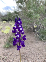 Lupinus odoratus