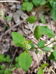 Euphorbia mercurialina