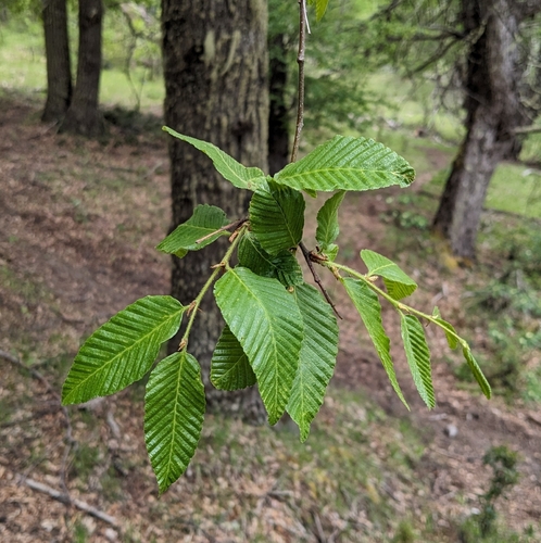 Image of Nothofagus alpina by (c) Todd Boland, some rights reserved (CC BY)
