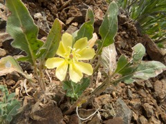 Oenothera primiveris primiveris