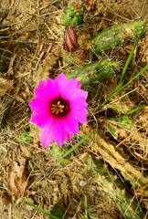 Echinocereus berlandieri