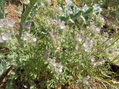 Phacelia cryptantha