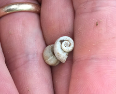 Planorbella scalaris