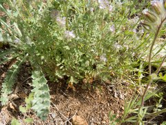 Phacelia cryptantha