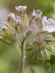 Phacelia cryptantha