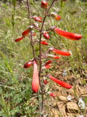 Penstemon subulatus