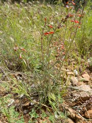 Penstemon subulatus
