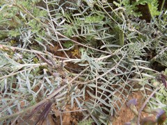 Astragalus arizonicus