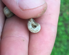 Planorbella scalaris