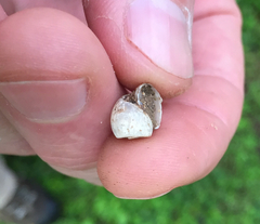 Planorbella scalaris