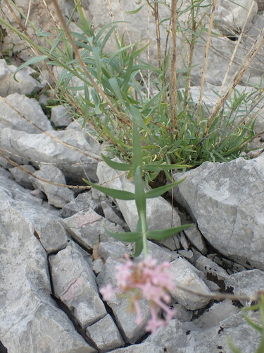 Image of Centranthus lecoqii by (c) Franck Cabot, some rights reserved (CC BY)