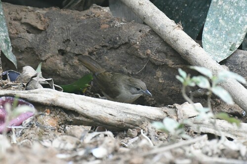 Ochraceous Bulbul (Alophoixus ochraceus), photo 7