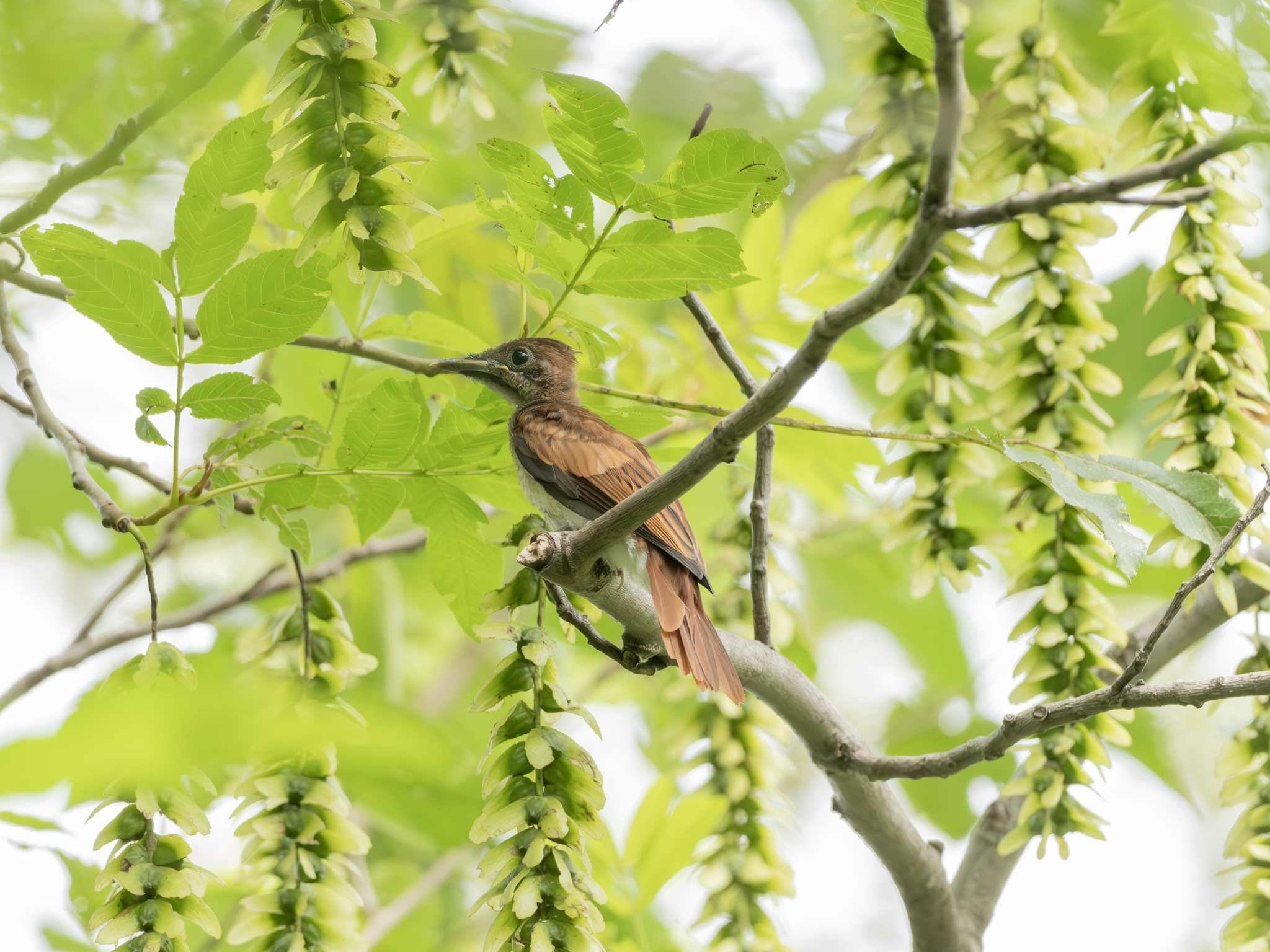 Indian Paradise Flycatcher
