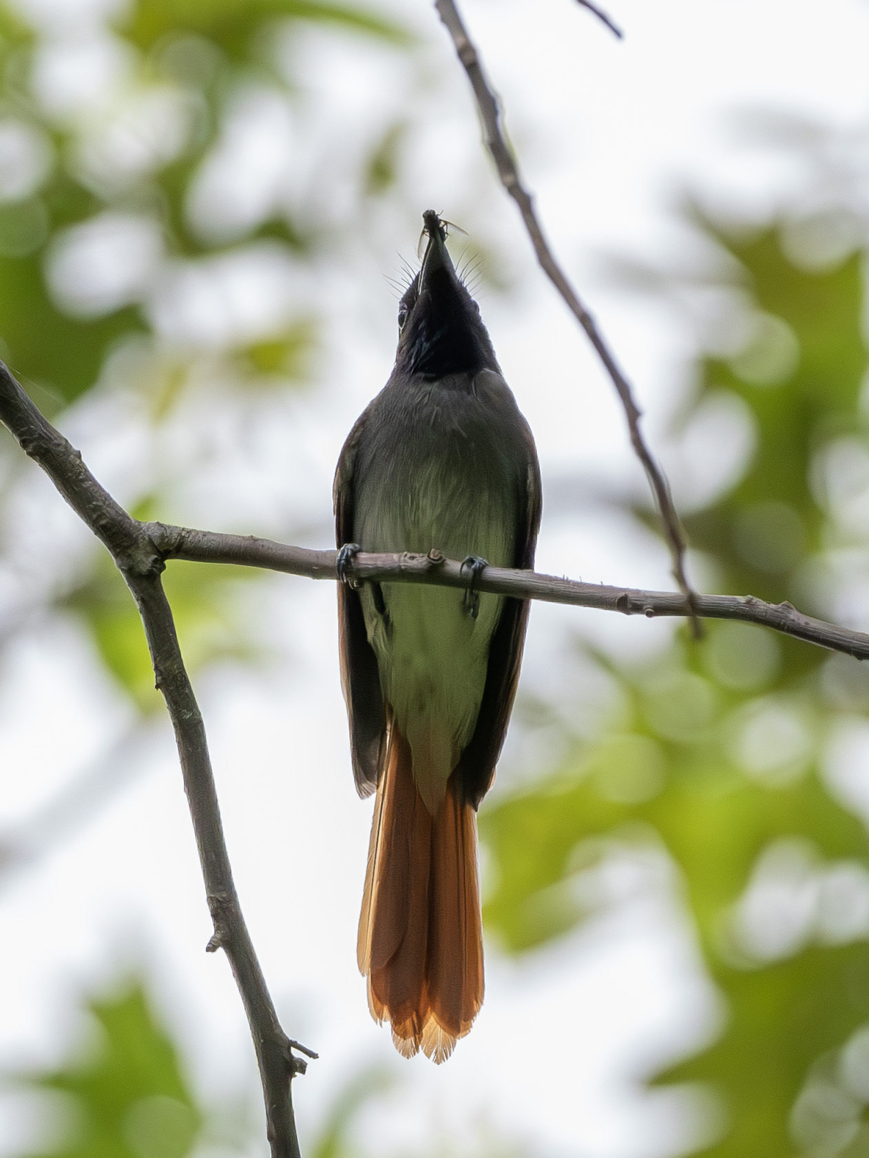 Indian Paradise Flycatcher