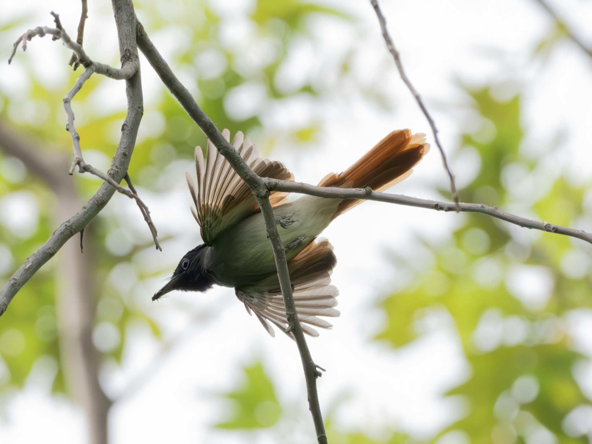 Indian Paradise Flycatcher