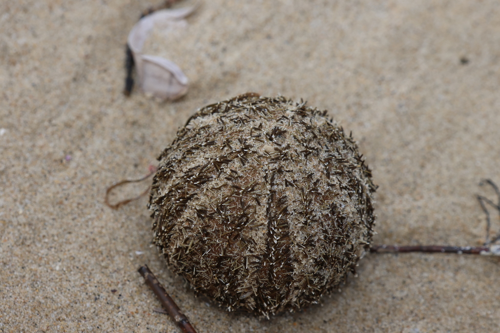 Ovoid sea urchin