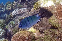 Abudefduf whitleyi
