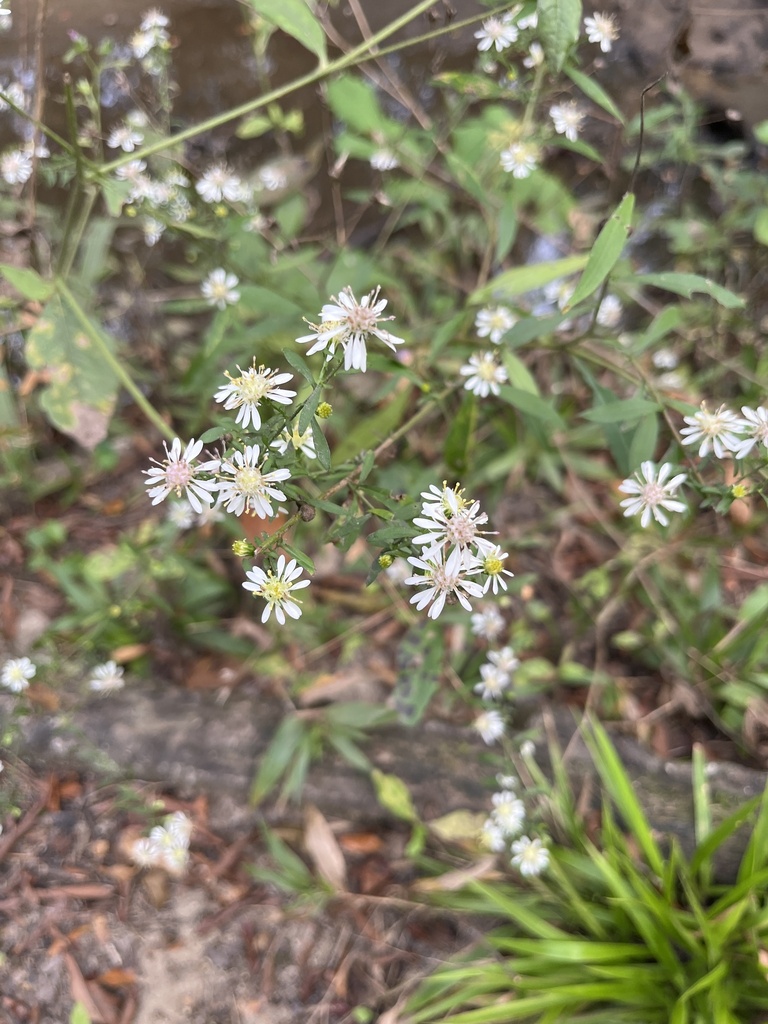 calico aster from Green Pond, Jacksonboro, SC, US on October 10, 2023 ...