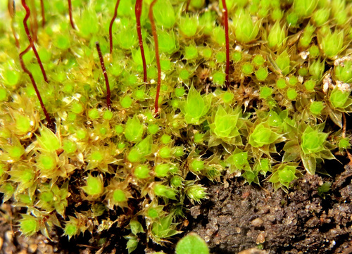 Ptychostomum compactum observed 2017-03-22