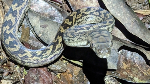 Australian Scrub Python sighting