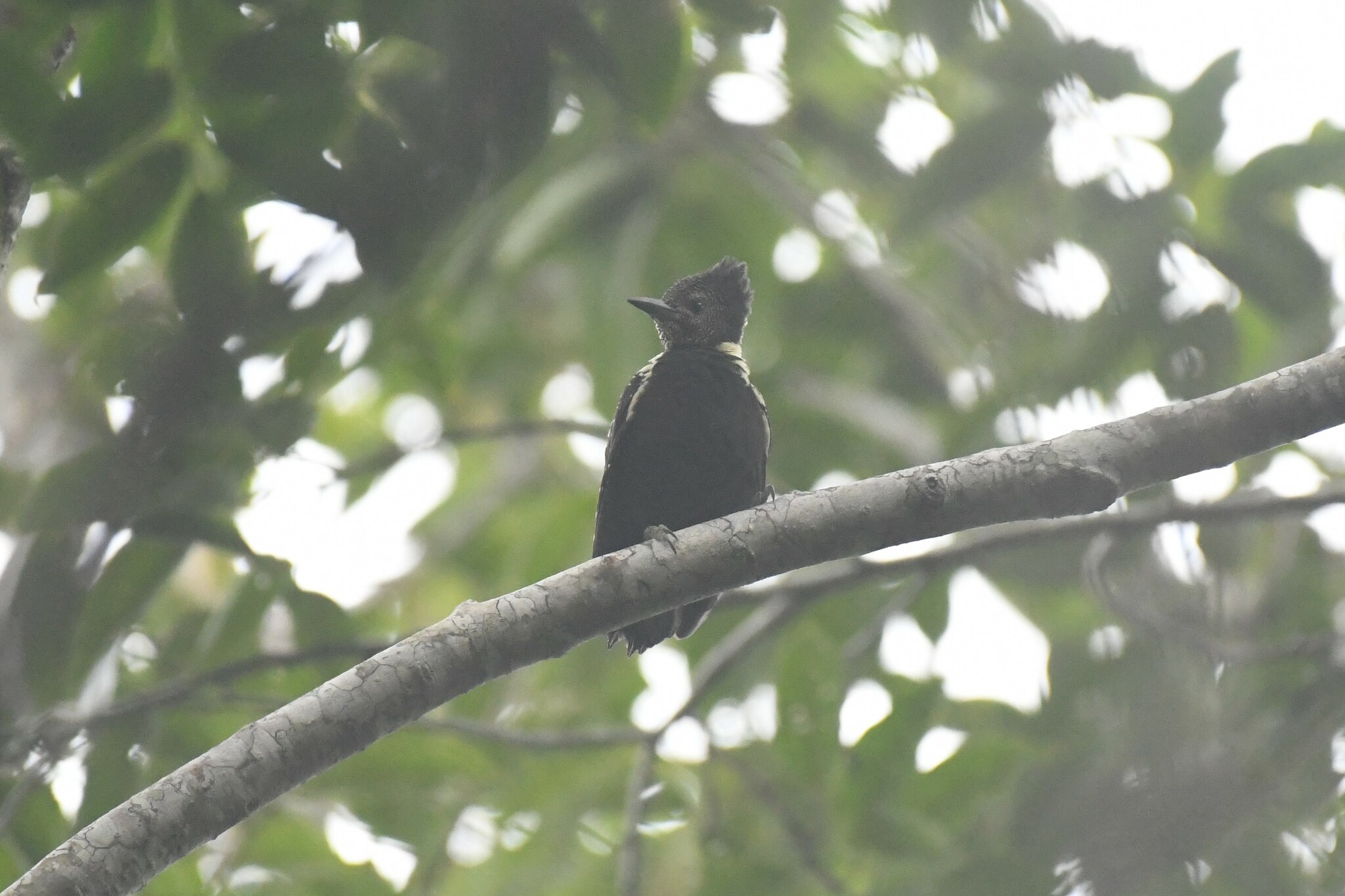 Black-and-buff Woodpecker (Meiglyptes jugularis), photo 7