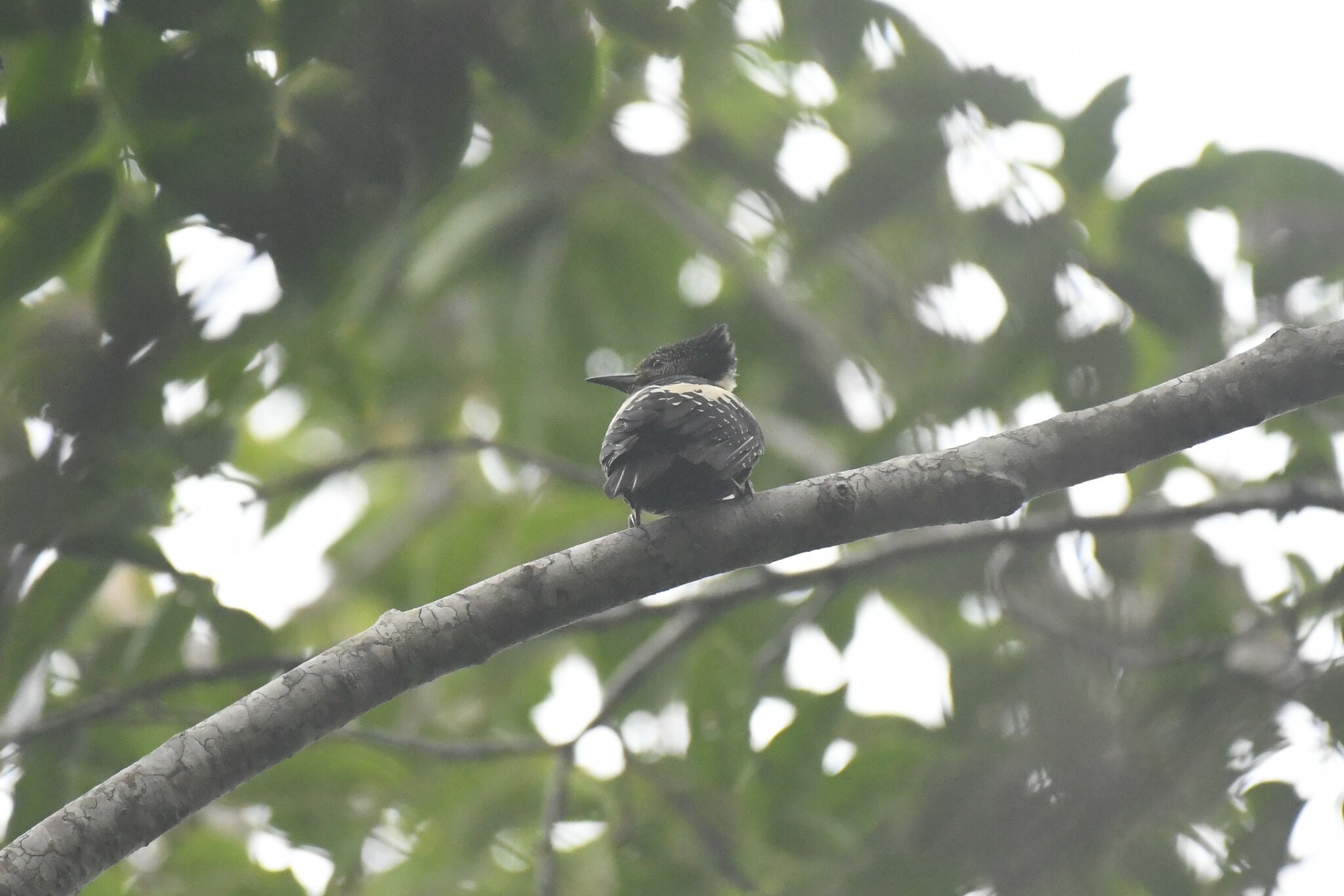Black-and-buff Woodpecker (Meiglyptes jugularis), photo 8