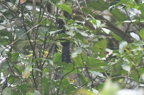 Ratchet-tailed Treepie (Temnurus temnurus), photo 6