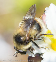 Criorhina