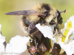 Criorhina