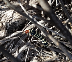 Chlanidophora patagiata