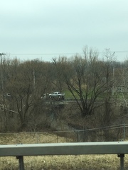 Populus deltoides deltoides
