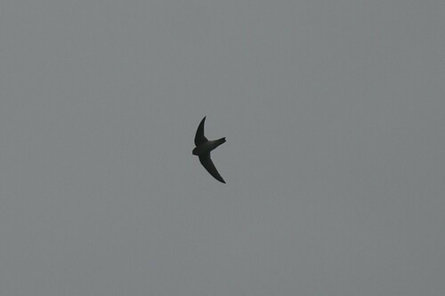 Himalayan Swiftlet (Aerodramus brevirostris), photo 10