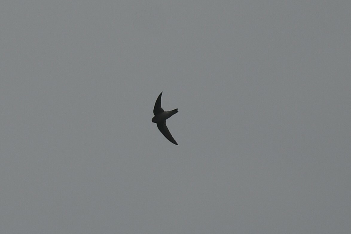 Himalayan Swiftlet (Aerodramus brevirostris), photo 6
