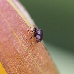 Polyodaspis ruficornis