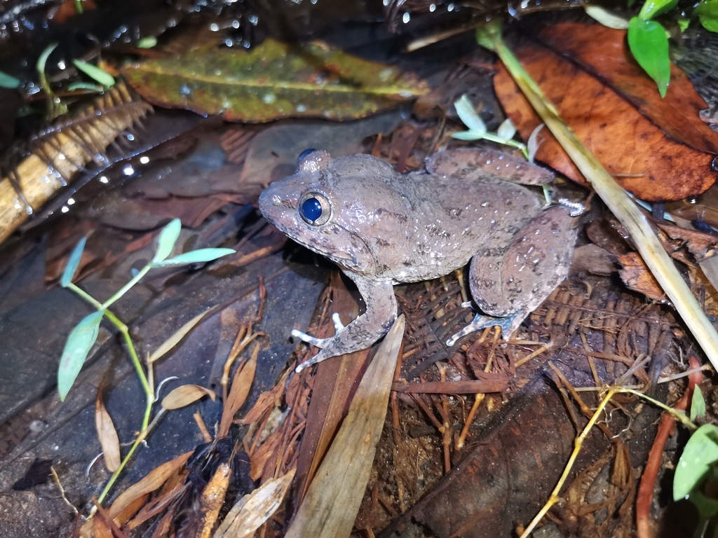Broad-headed Creek Frog