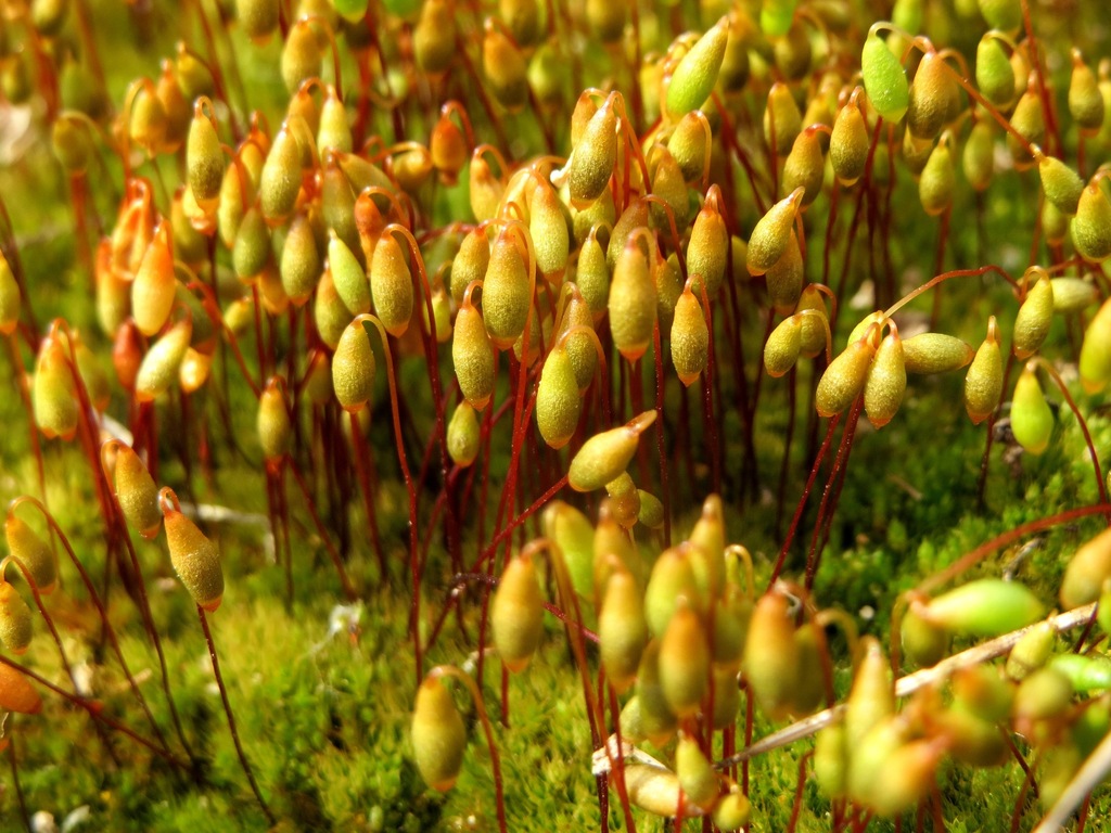 Ptychostomum imbricatulum