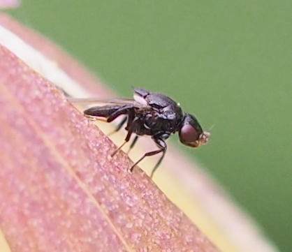 Polyodaspis ruficornis