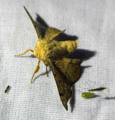 Cicinnus melsheimeri