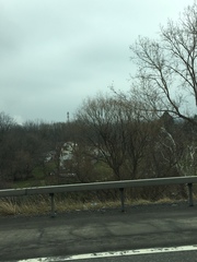 Populus deltoides deltoides