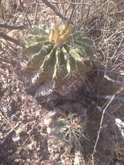 Ferocactus echidne