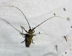 Oncideres cingulata