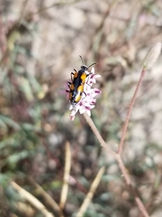 Eupompha elegans