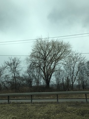 Populus deltoides deltoides