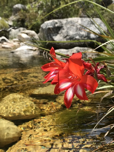 Gladiolus cardinalis Curtis