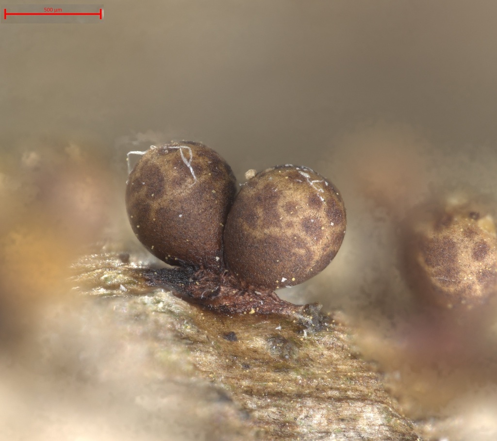 Trichia nubila
