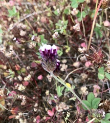 Trifolium dichotomum