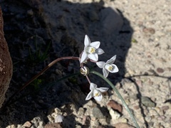 Muilla coronata