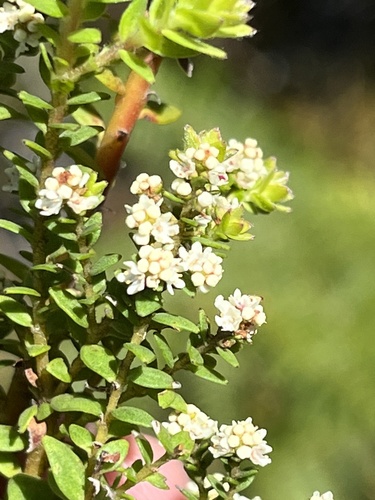 Brunia cordata (Brunia cordata)