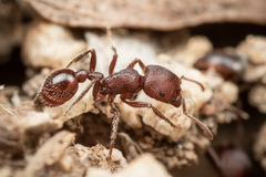 Pogonomyrmex huachucanus