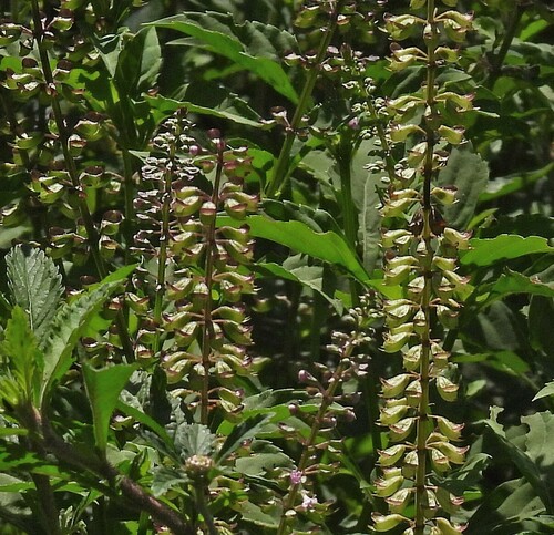 Image of Ocimum carnosum by no rights reserved